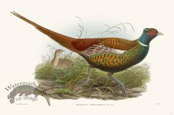 Gould Game Bird 003